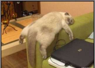 Я втомився, я йду!