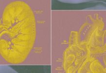 Біотех Стартап Розробляє “Органні Мішки” у Заміну Тваринним Тестам