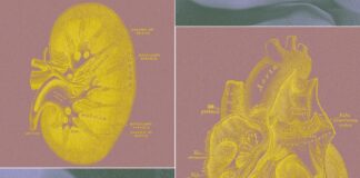 Біотех Стартап Розробляє “Органні Мішки” у Заміну Тваринним Тестам