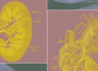 Біотех Стартап Розробляє “Органні Мішки” у Заміну Тваринним Тестам