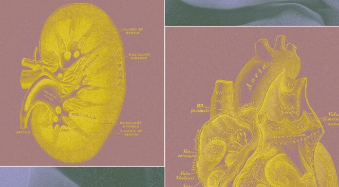 Біотех Стартап Розробляє “Органні Мішки” у Заміну Тваринним Тестам